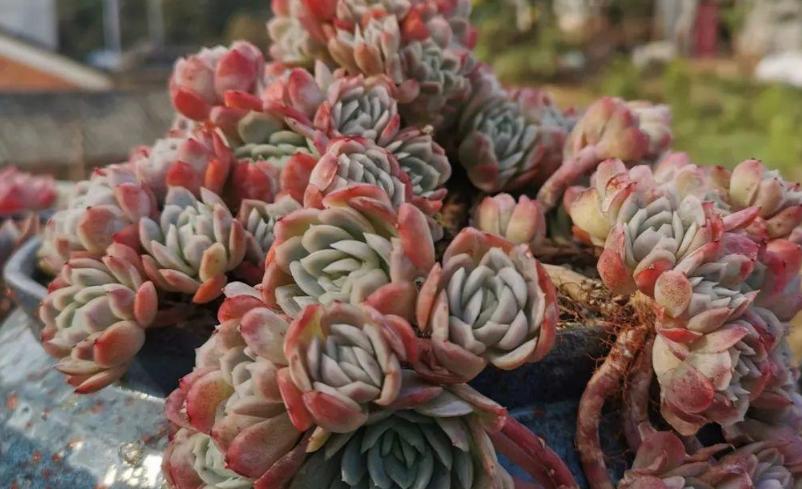 多肉冰梅怎么养出状态,多肉冰梅适合新手吗