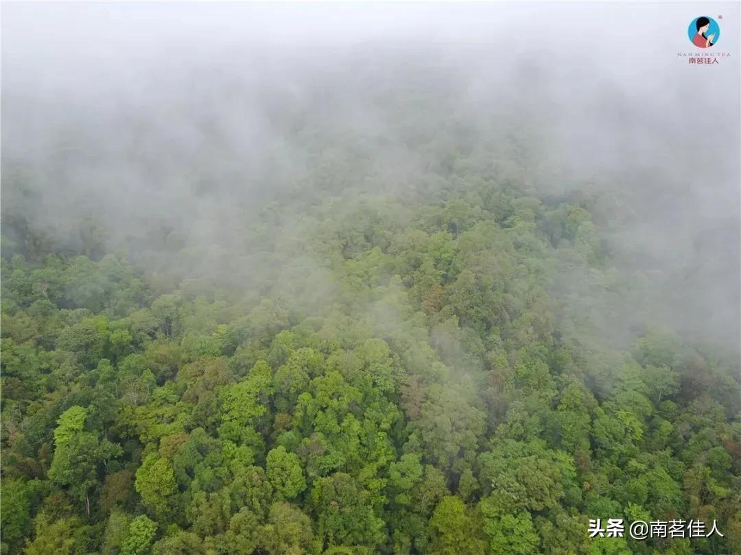云南红茶质量好的品牌,云南有名的红茶