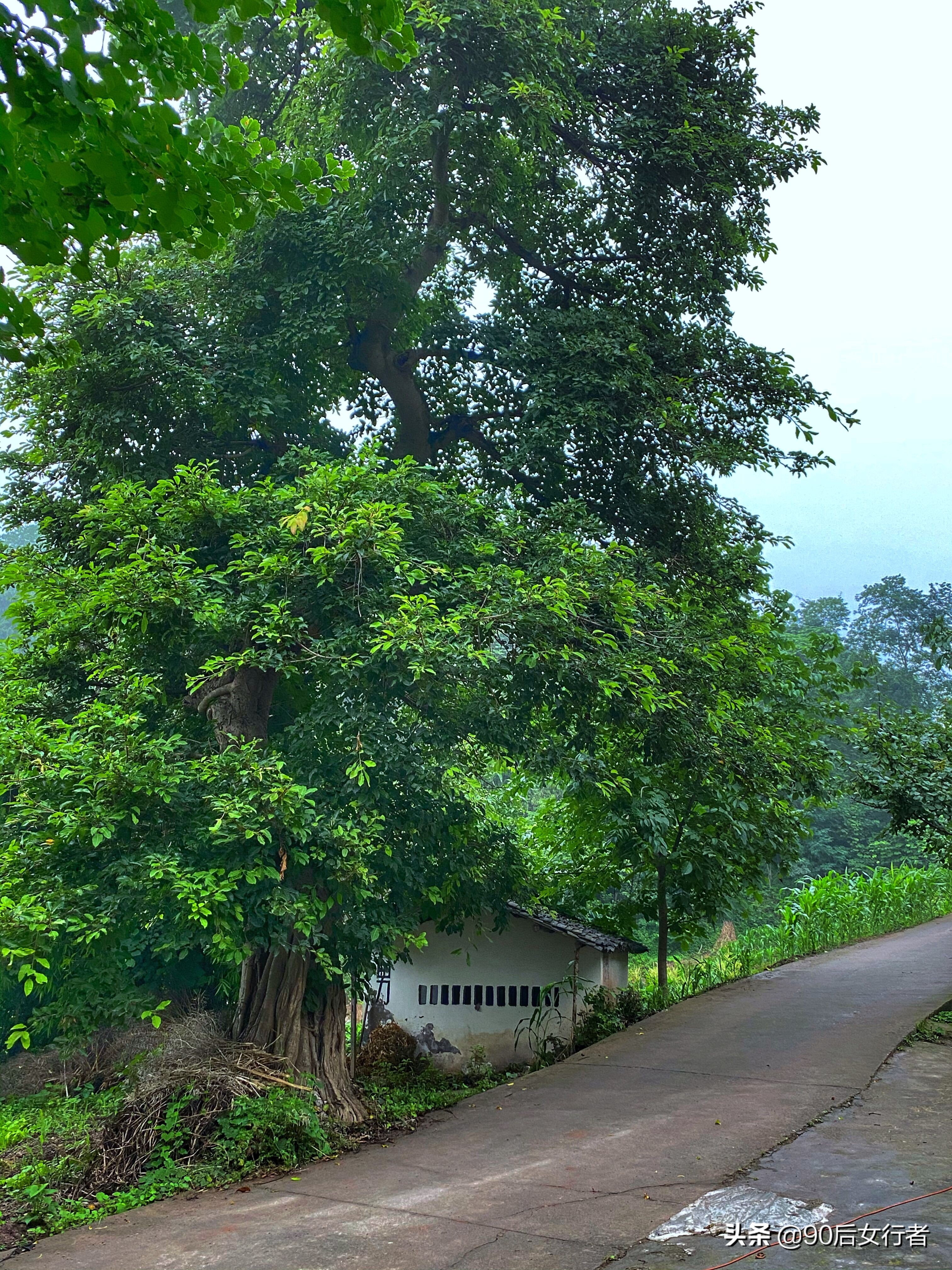 永兴宫道长,老道长独居道观