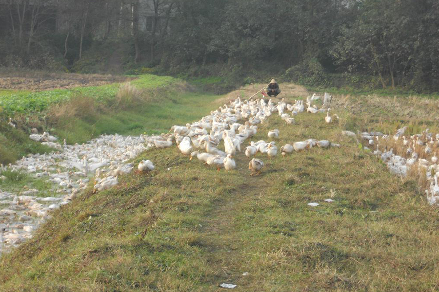 蛋鸭初期如何增加营养,蛋鸭饲料最少的养法