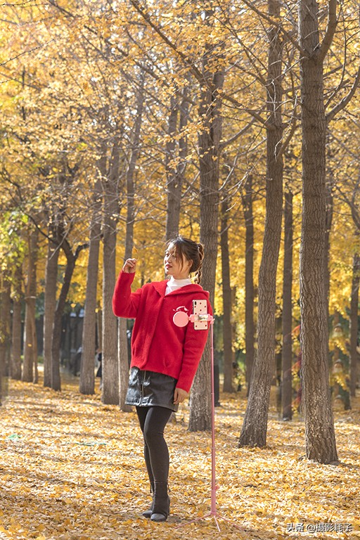 北京看银杏树林最好的地方,丰台区银杏林地址