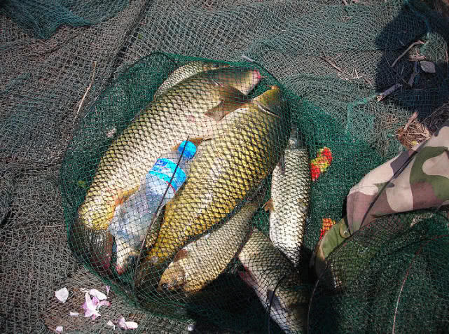 鲤鱼怎么做肉质劲道,钓鱼人喜欢鲤鱼吗