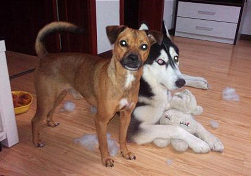 狗狗叛逆期护食,狗狗攻击性最佳矫正方法