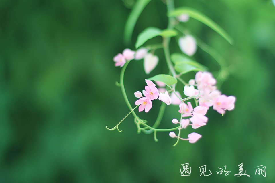 百万葵园有多坑,百万葵园免门票