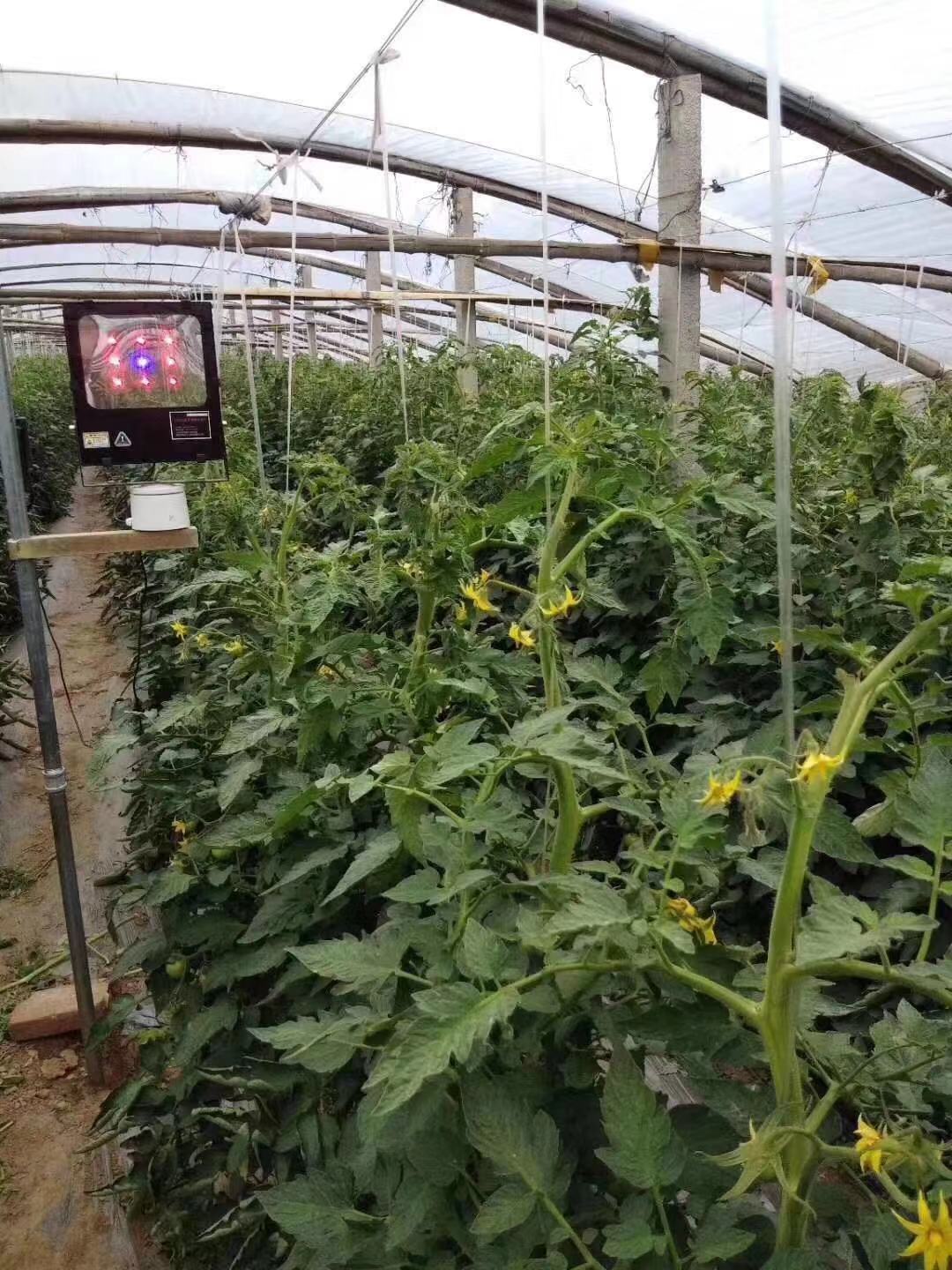 大棚蔬菜种植高效技术,大棚蔬菜种植新技术大全