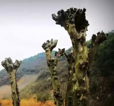 文房四宝的制作材料和独有特征,原来宣纸是这样制作的