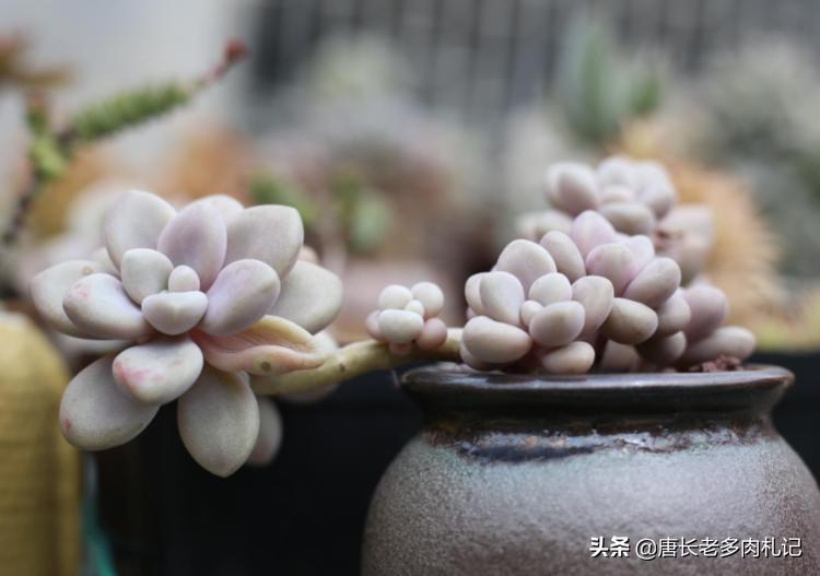 多肉艾伦长侧芽需要砍头吗,多肉中心长花箭怎么处理