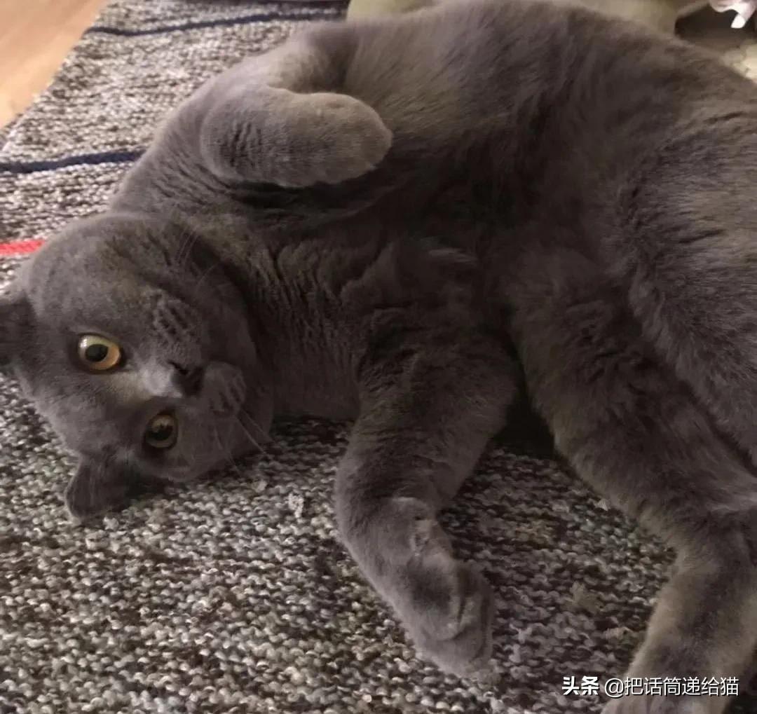 兔耳朵猫：我那么努力，就是为了能跟你永远在一起