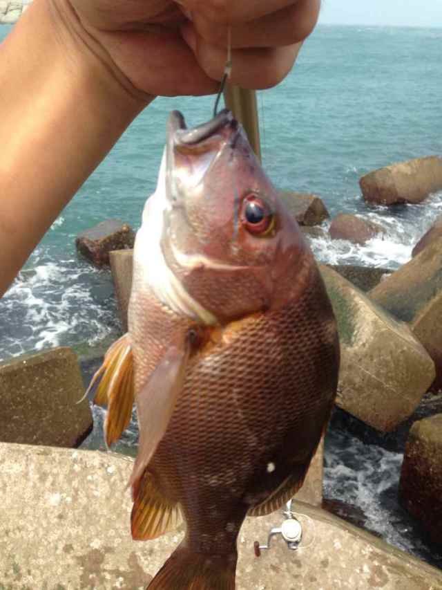 海钓怎么保持养殖虾的活性,活虾怎么保持活性