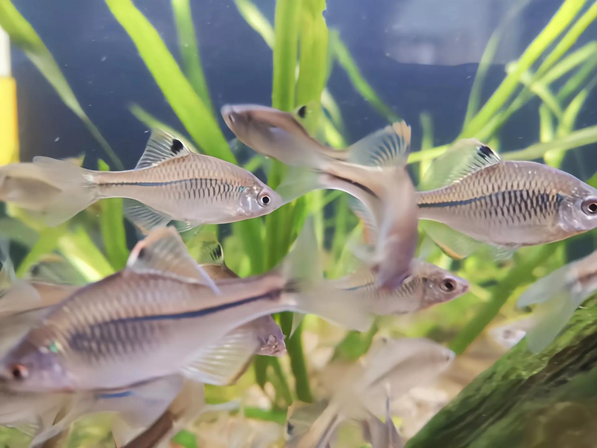 野钓常碰到的鱼有哪些品种,钓鱼必须要知道的四种常见鱼