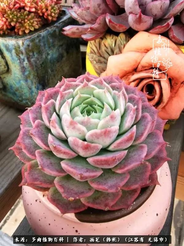 阳台多肉花园简直美翻了,适合男生养的多肉