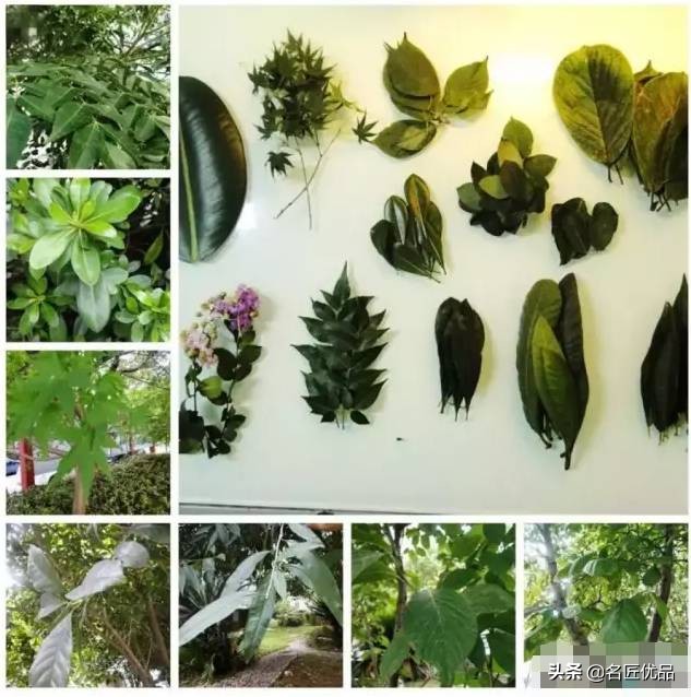 可爱又简单帅气的树叶手工,树叶创意手工高难度