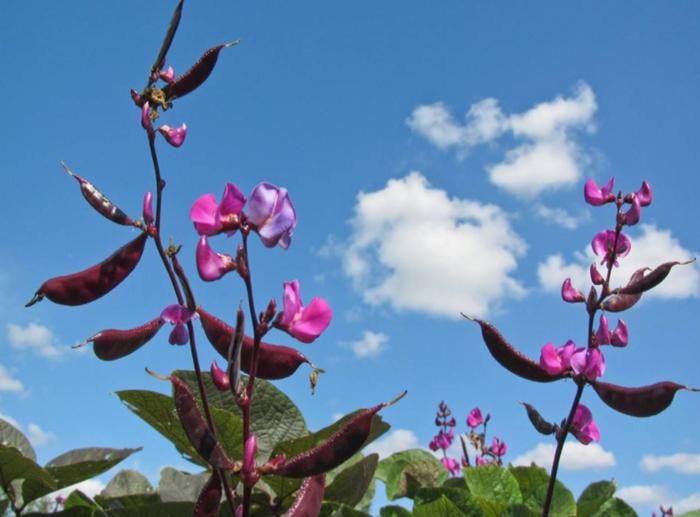 白扁豆提高产量,白扁豆食疗养生食谱
