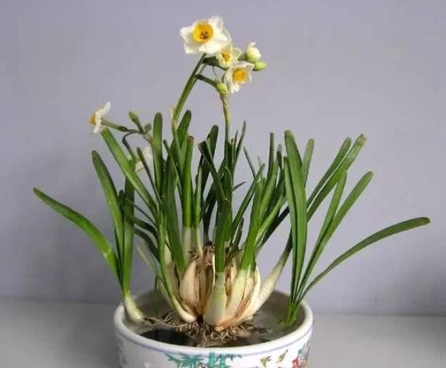 水仙花徒长后怎么处理,水仙花的黄叶徒长有什么补救方法