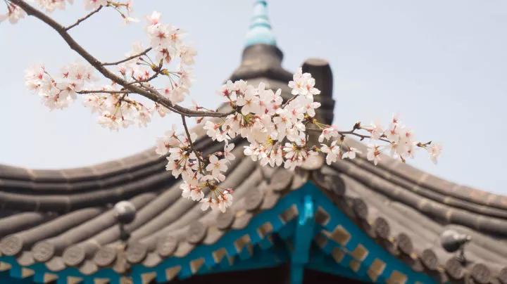 几月赏樱花最好,最美赏樱攻略大全