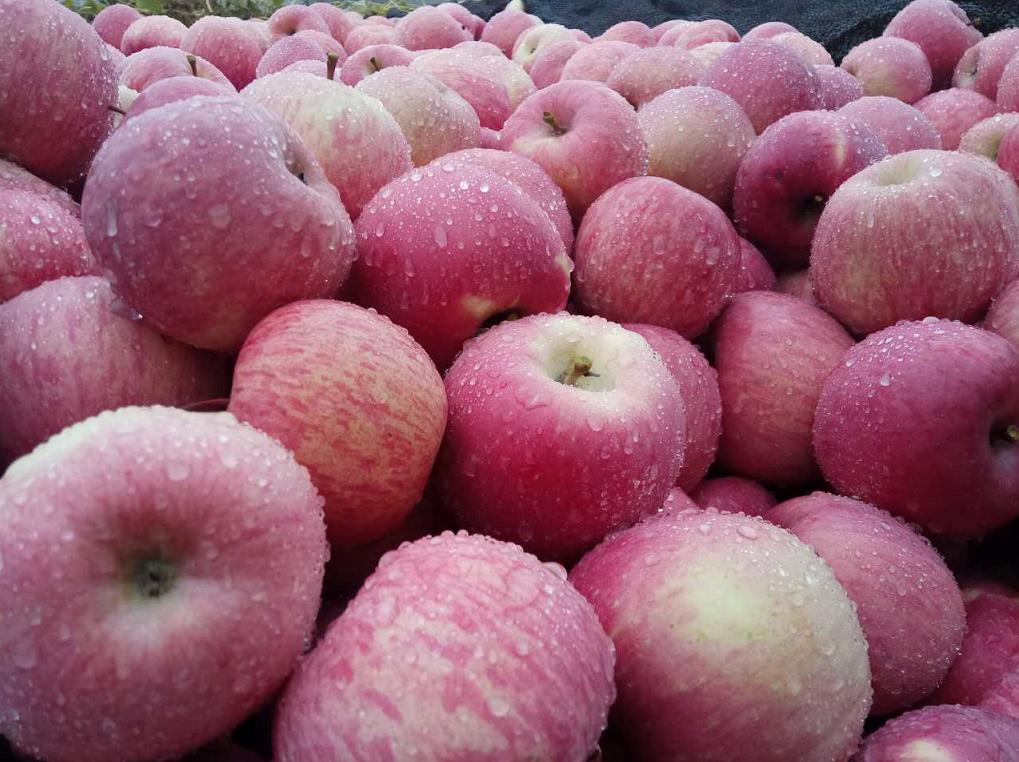 定位到被偷的苹果手机该如何找回,为什么很多假冒洛川苹果