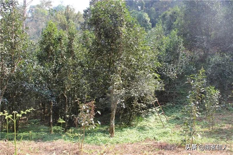 重走茶马古道,重走茶马古道的感觉