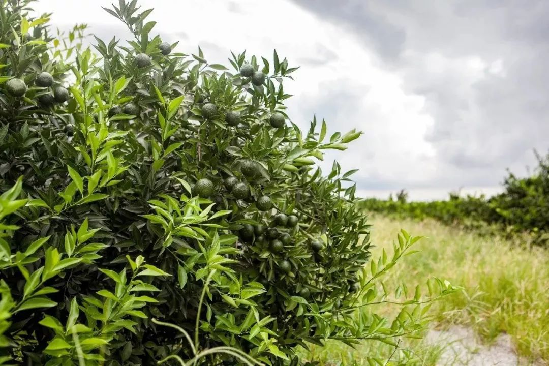 打卡茶产地｜收陈皮时节到啦！这有你想get的重点