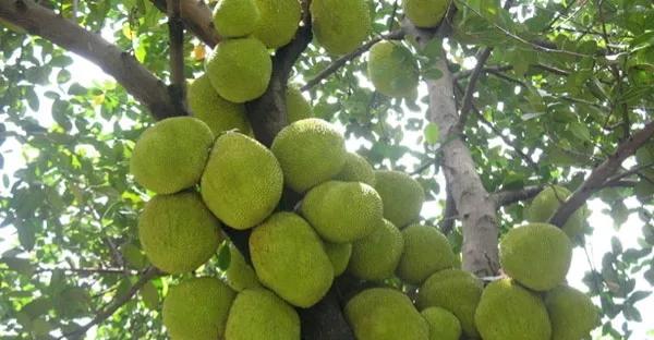海南热带水果都有哪些,人心果是一种典型的热带水果