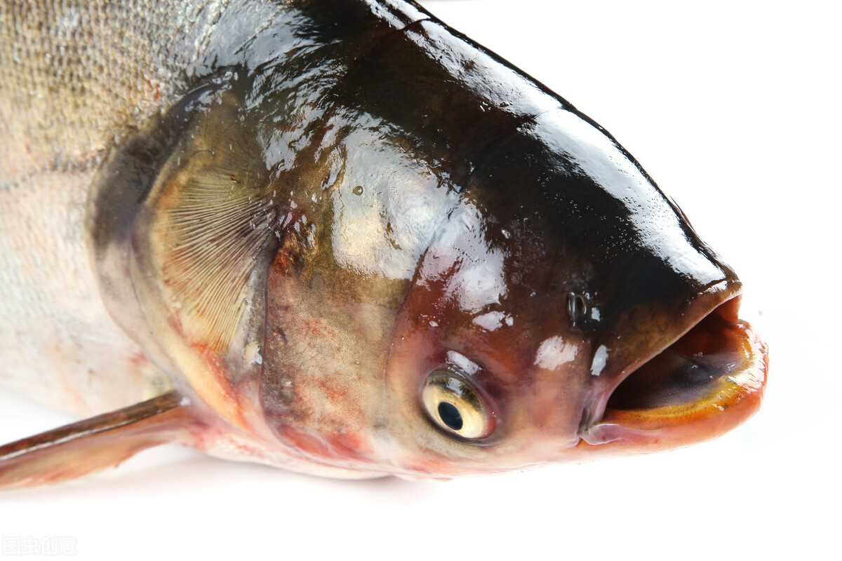 四大家鱼鲤鱼,我国的四大家鱼都是哪几个