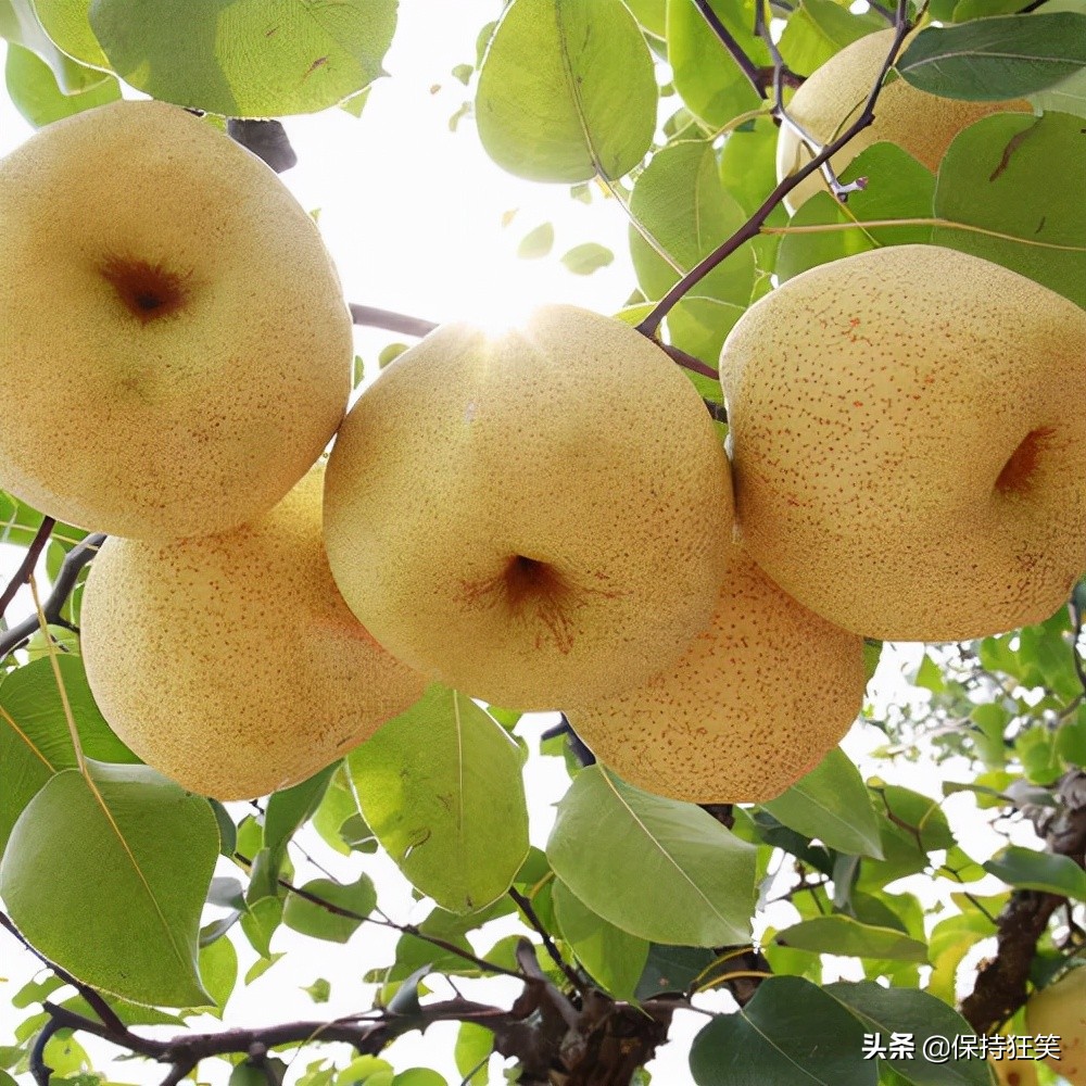 安徽特产有哪些著名土特产,安徽各地有哪些有名的特产