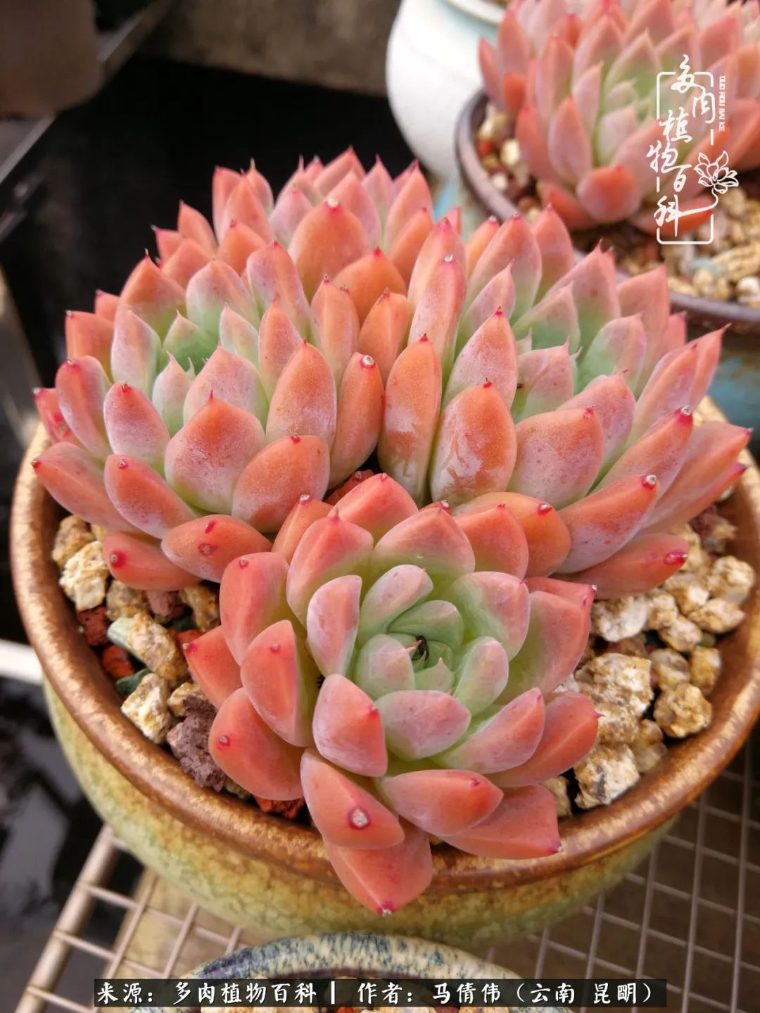 熬过了夏天的多肉,多肉熬过夏天惊艳整个秋天