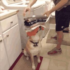 松狮犬染熊猫色宠物店,外国人松狮犬染色成熊猫