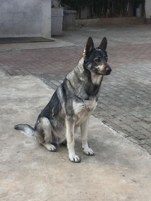 老版狼青犬多少钱,老版狼青犬体型标准