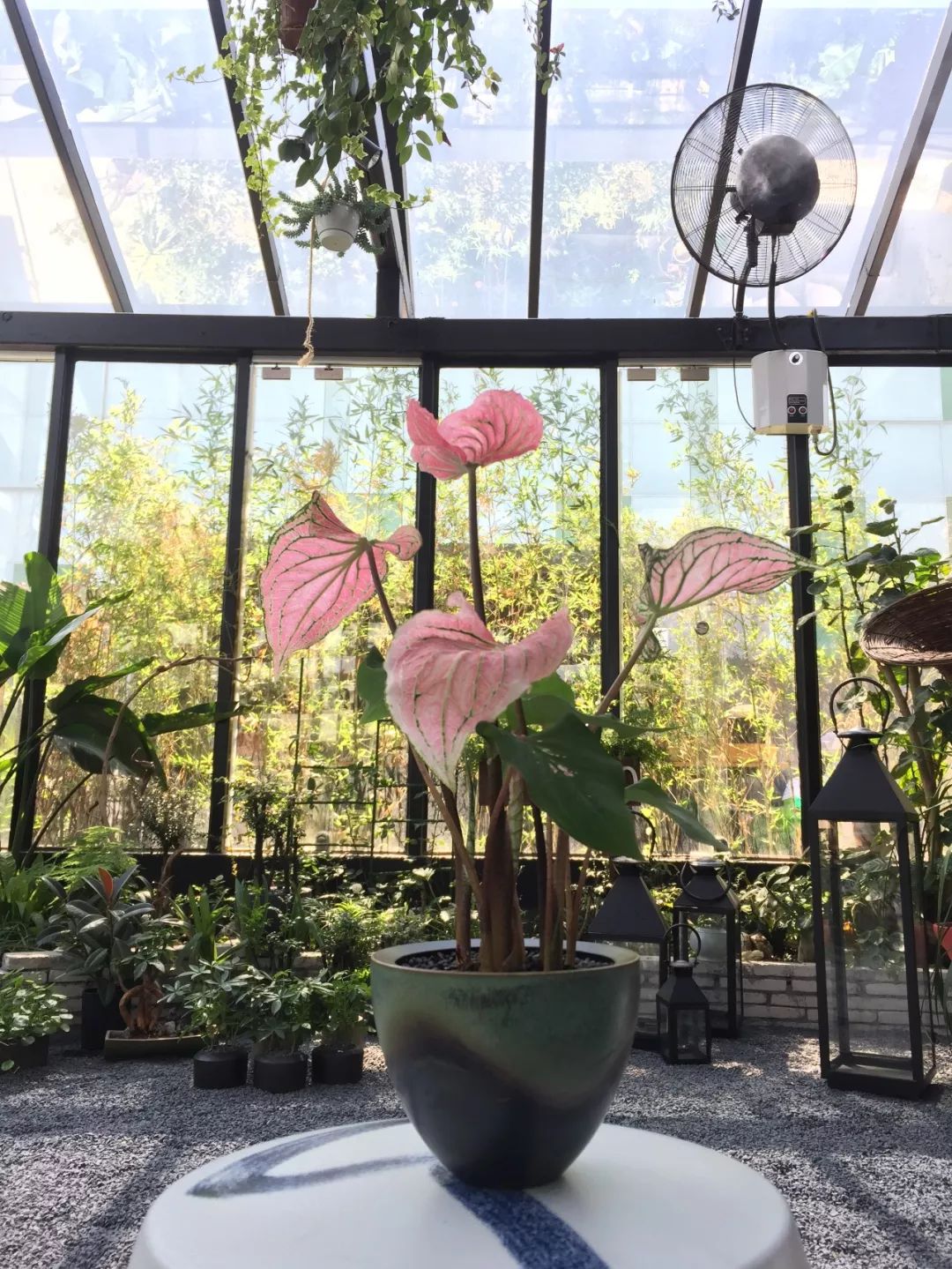 算命说上辈子是花童是什么意思,上辈子是花童是什么意思