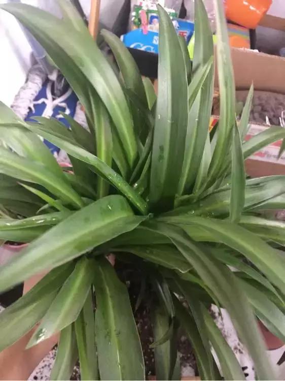 绿萝吊兰爱“吃土”,2年盆土“吃光光”,说啥也要换土!