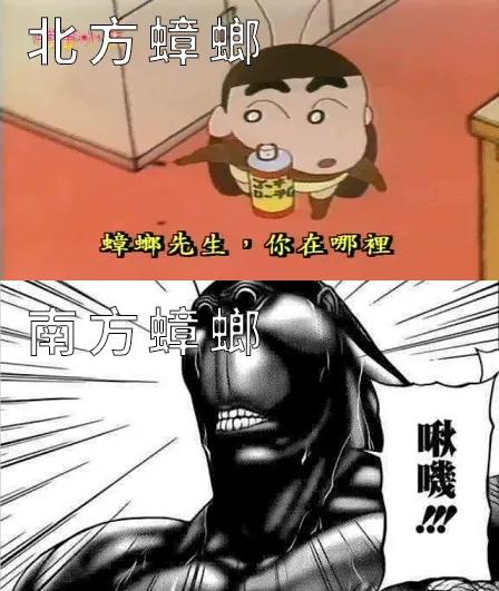 是南方蟑螂大还是北方蟑螂大,比南方蟑螂还有可怕的蟑螂