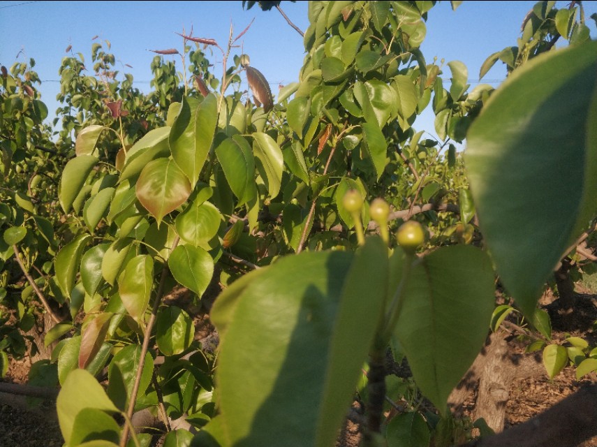 晋州市葡萄霜冻情况,晋州多举措应对寒潮来袭