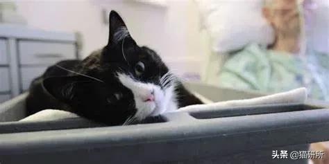 猫咪呼吸麻醉前需要诱导麻醉吗,猫镇静用什么