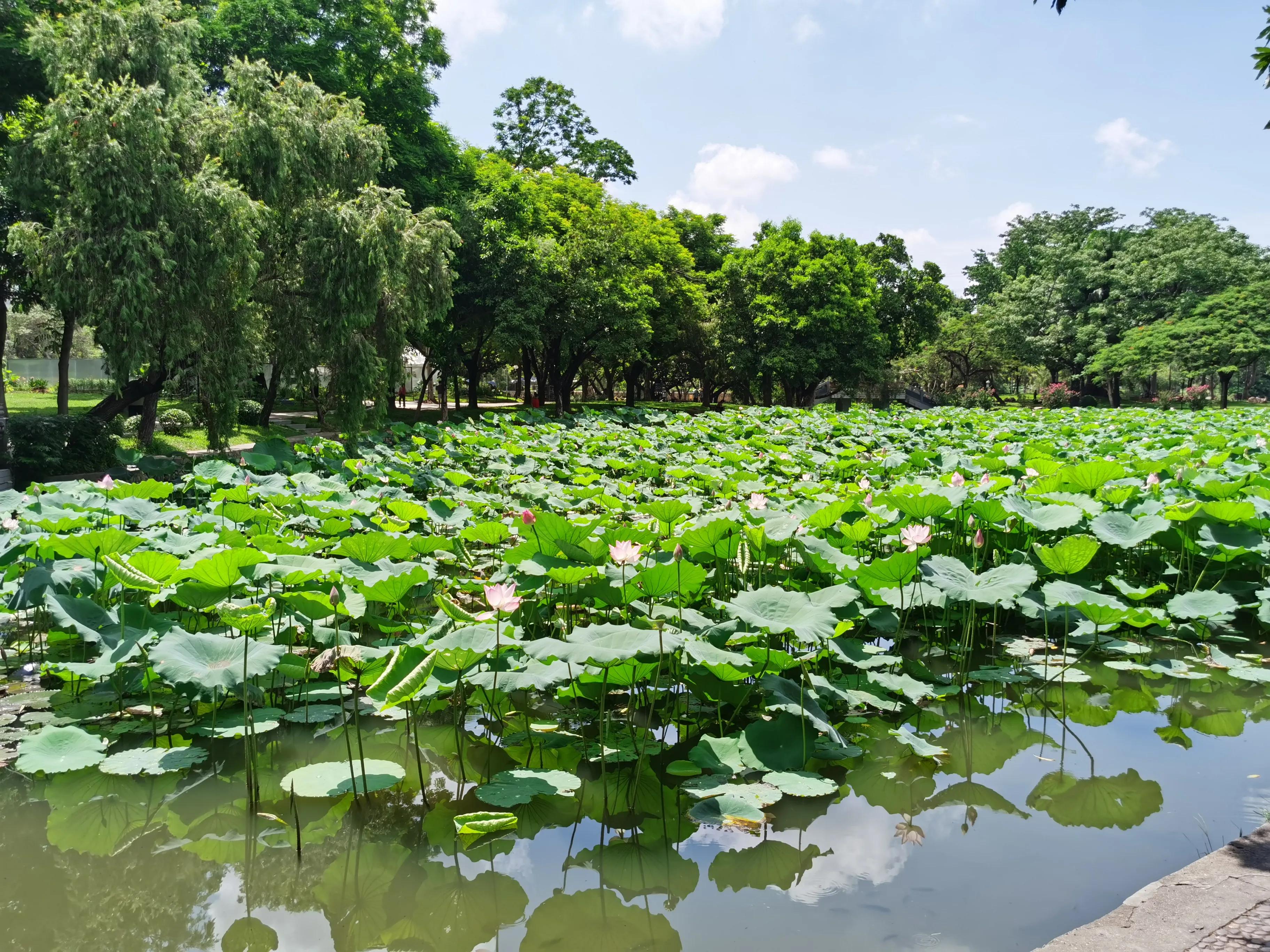 深圳洪湖公园荷花地址,深圳洪湖公园荷花排名