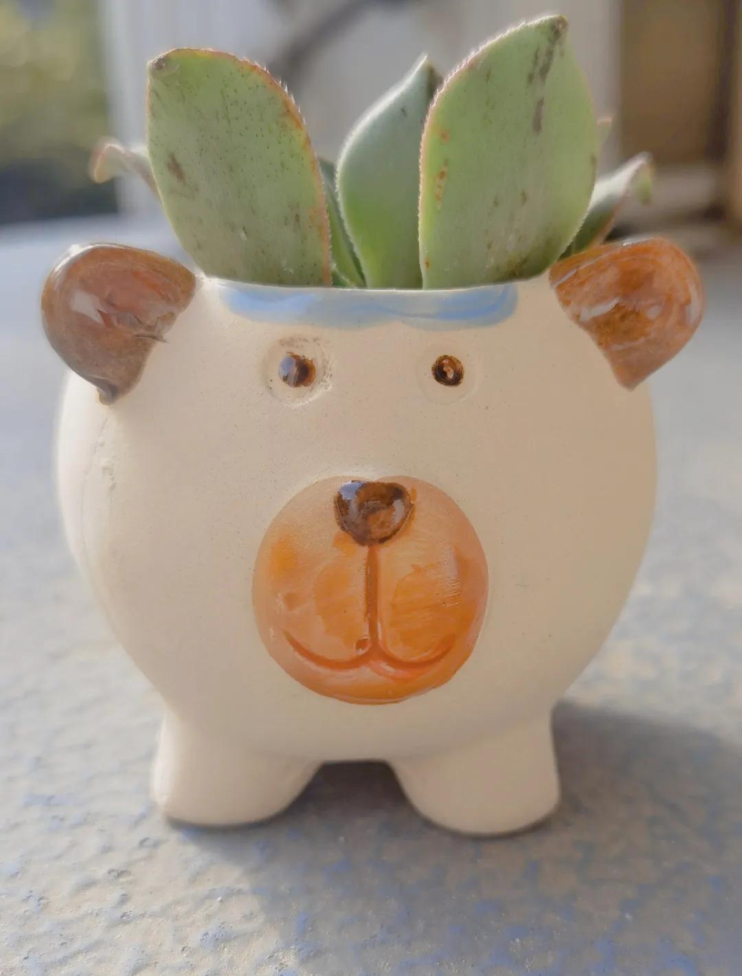 校园春季约拍,校园浪漫约会计划