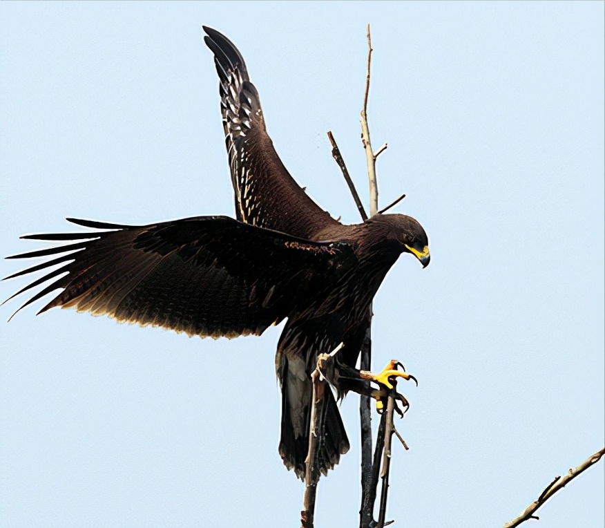 东江揽胜:收集常见鸟类图谱之猛禽篇,摄鸟人自留地,建议收藏
