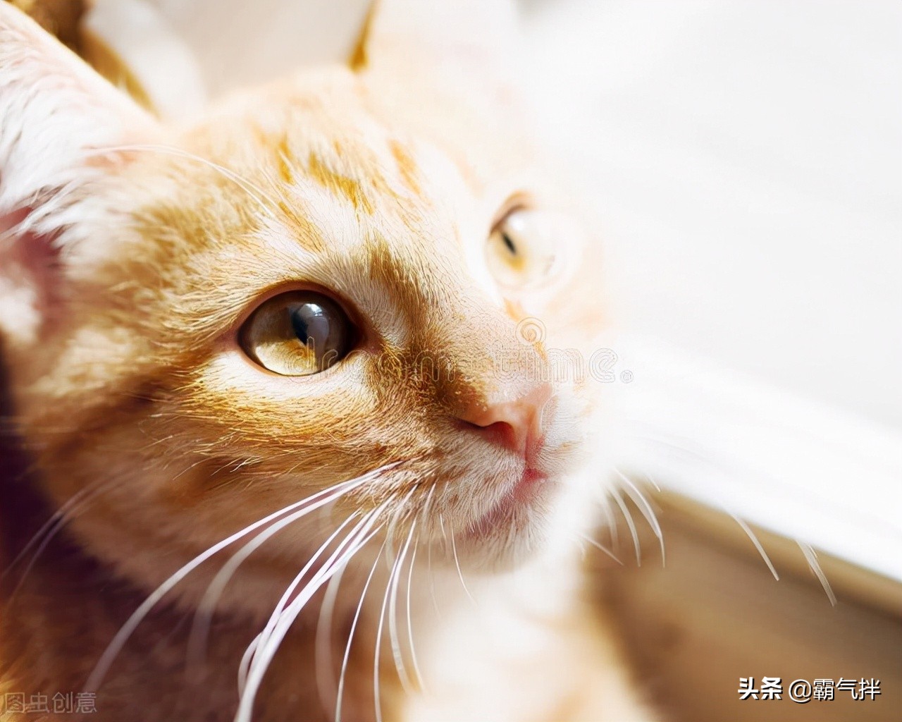 养猫经验除猫毛,养猫猫癣家庭如何消毒