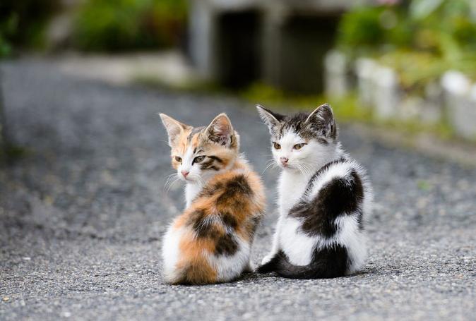 选猫粮该选哪家的,卡比猫粮和发育宝猫粮哪个好