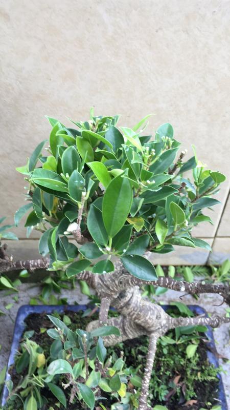 苹果盆景修剪技巧图解,新手也能学会的修剪盆景技巧