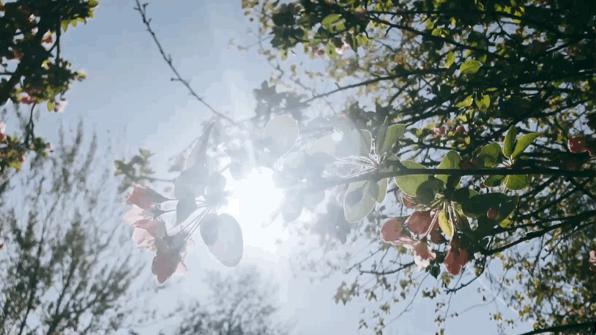 谁在*光春**里，候我釆花归