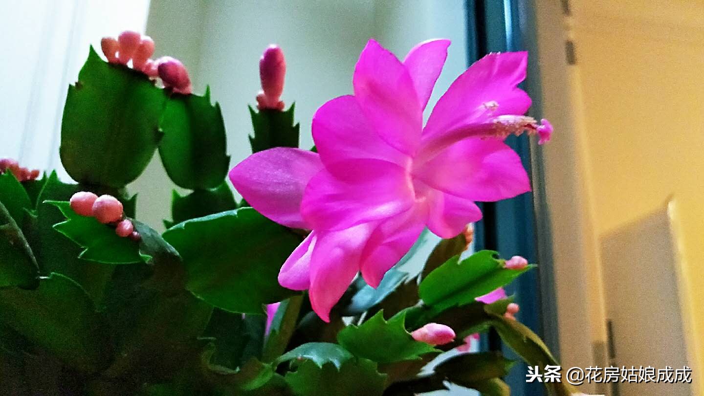 蟹爪兰花谢了后怎么养,蟹爪兰花谢后养殖方法