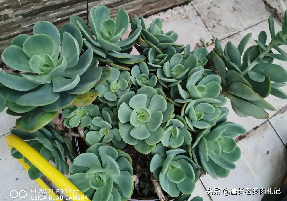 多肉上色一段时间又变绿,春天多肉褪色变绿怎么回事