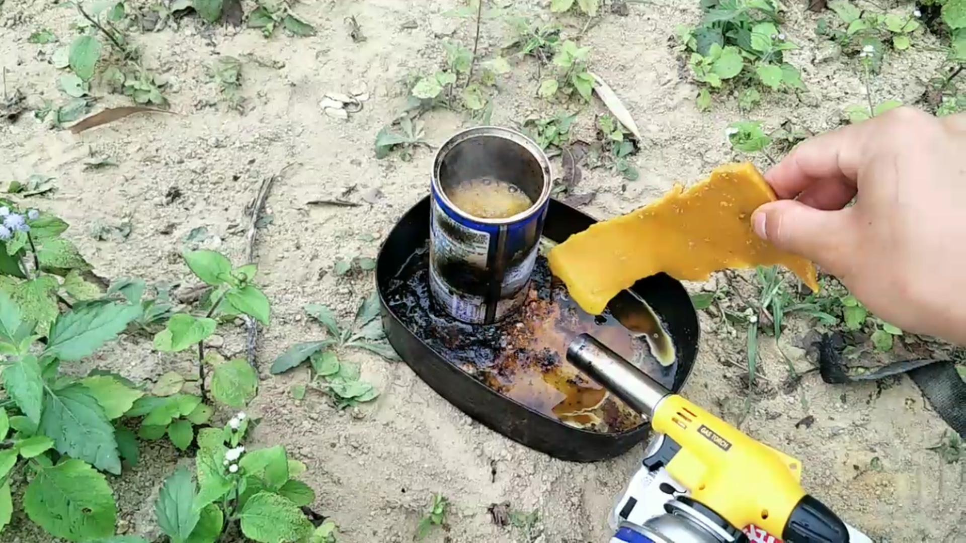 怎么追踪野生蜜蜂视频,怎样野外捕捉蜜蜂