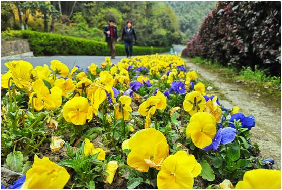 关于春天的颜色,关于春天的景色是什么