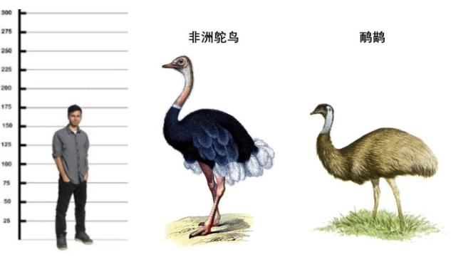 澳洲鸵鸟和非洲鸵鸟什么区别呢,非洲鸵鸟和澳洲鸵鸟有什么区别吗