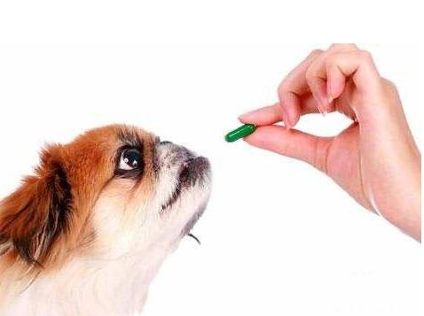 狗狗体外驱虫主要驱什么虫,狗狗体内驱虫后还是有虫怎么办