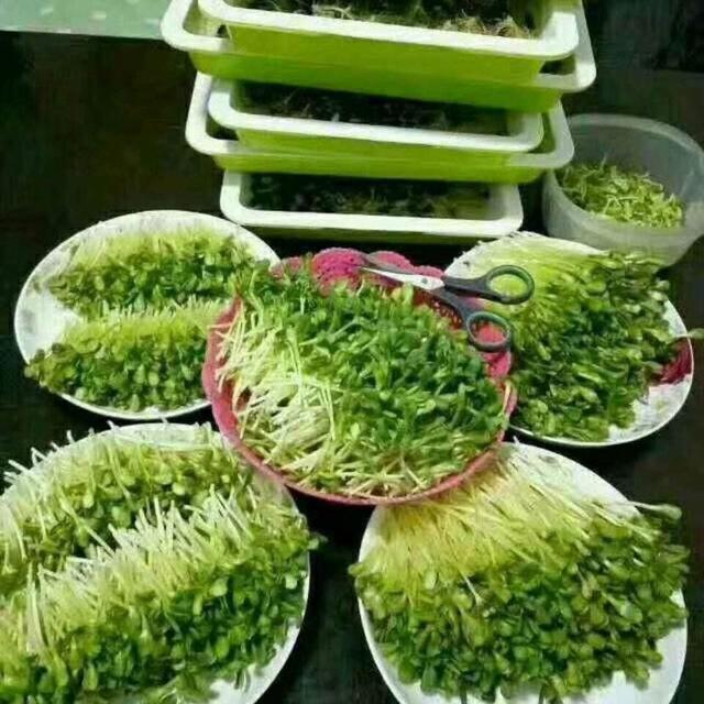 十几平露天阳台种菜怎么砌菜园,阳台怎么布置菜园