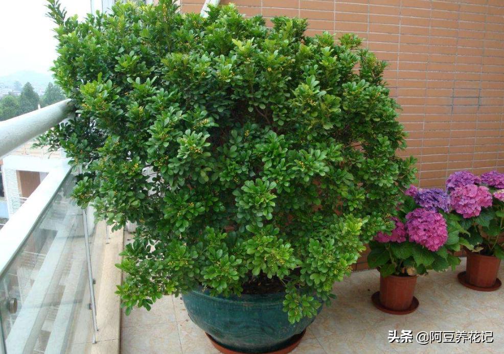 小米兰品种,小米兰适合在院里养