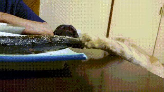 海鲜市场这4种鱼人工无法养殖,海鲜市场适合养什么鱼