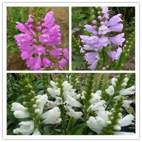 北方喜阴的室内植物花卉有哪些,喜阴耐寒的室外花卉植物有哪些